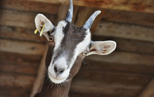 chèvre de la ferme