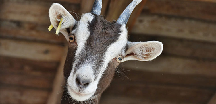 chèvre de la ferme