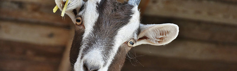 chèvre de la ferme