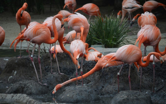 Flamands roses dans l'étang