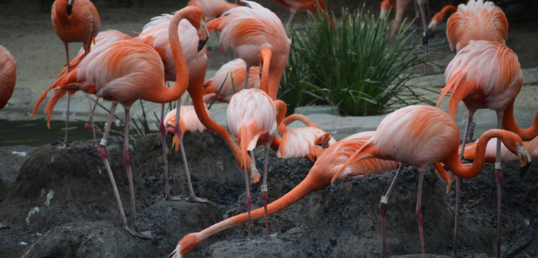 Flamands roses dans l'étang