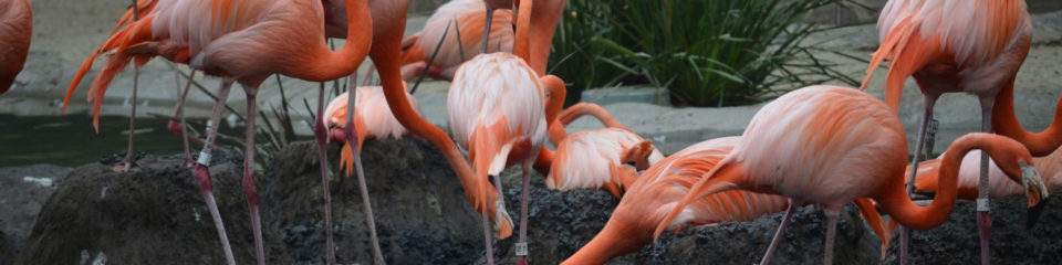 Flamands roses dans l'étang