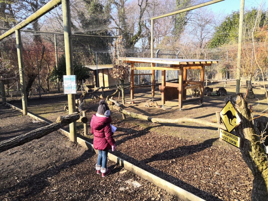 Enfant dans l'enclos des kangouroux