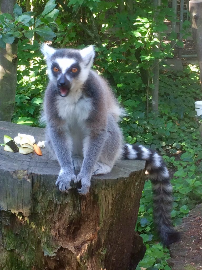 Lémurien au parc challandes