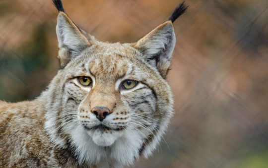 Découverte des Lynx au Parc Challandes