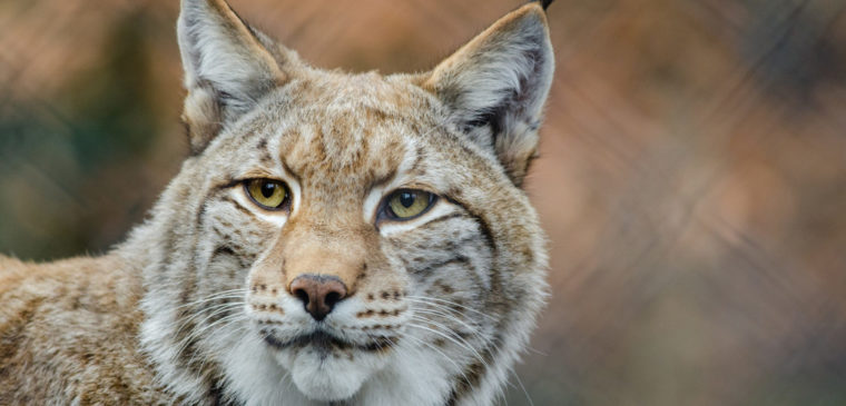 Découverte des Lynx au Parc Challandes