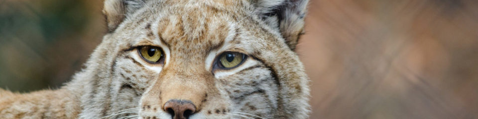 Découverte des Lynx au Parc Challandes