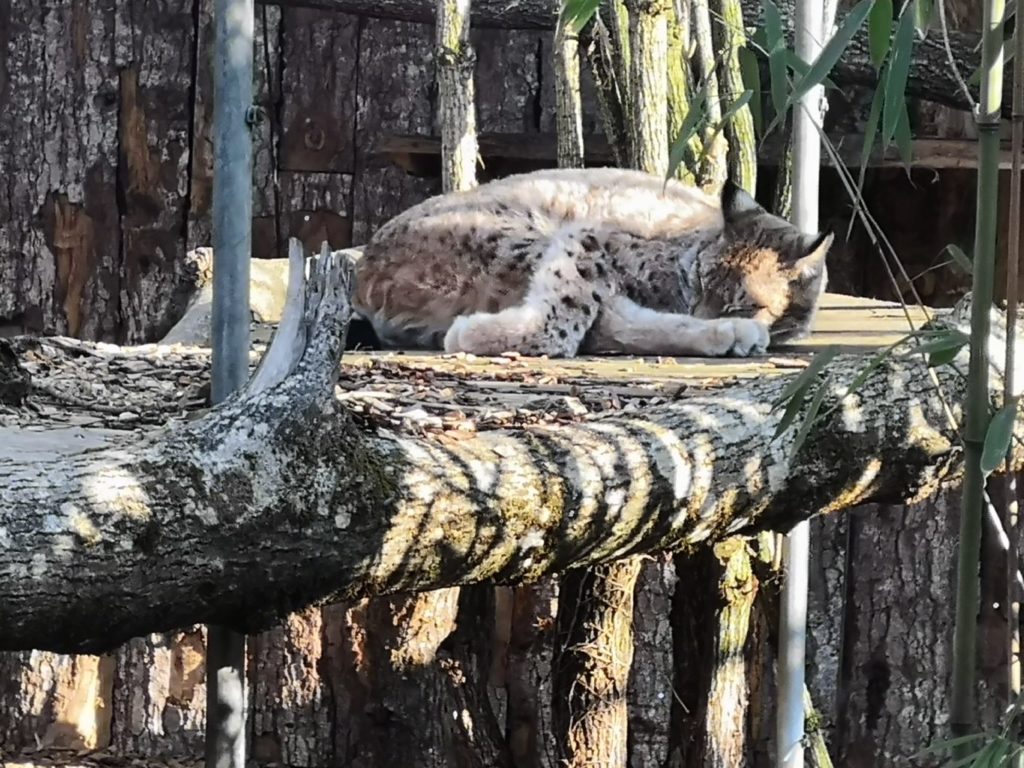 lynx au parc challandes