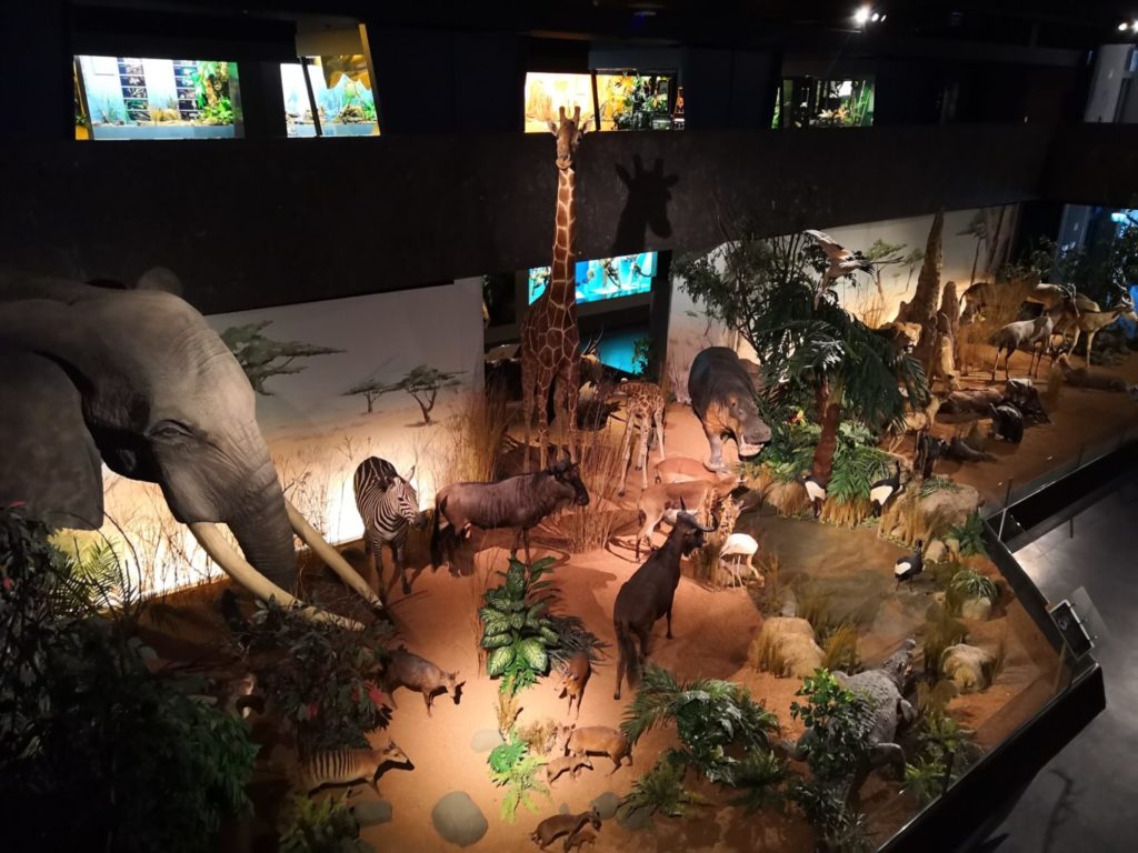 expo du muséum d'histoire naturelle de genève