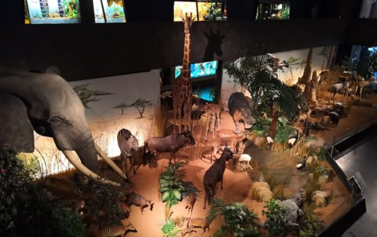 expo du muséum d'histoire naturelle de genève