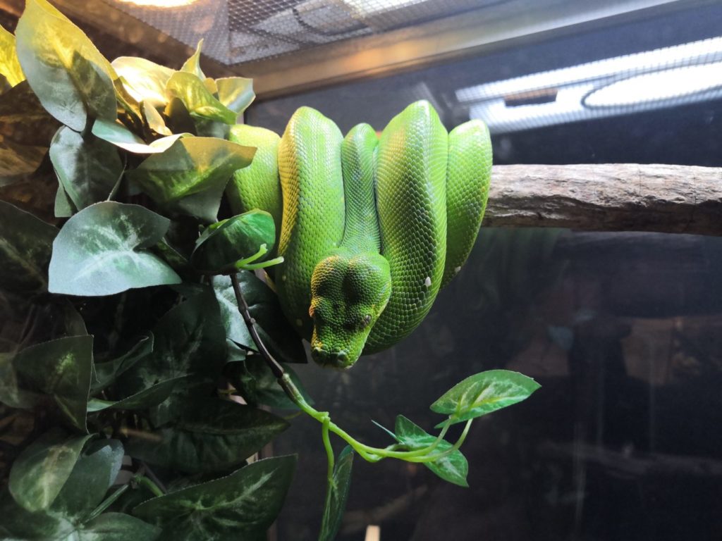 serpent au vivarium de meyrin genève