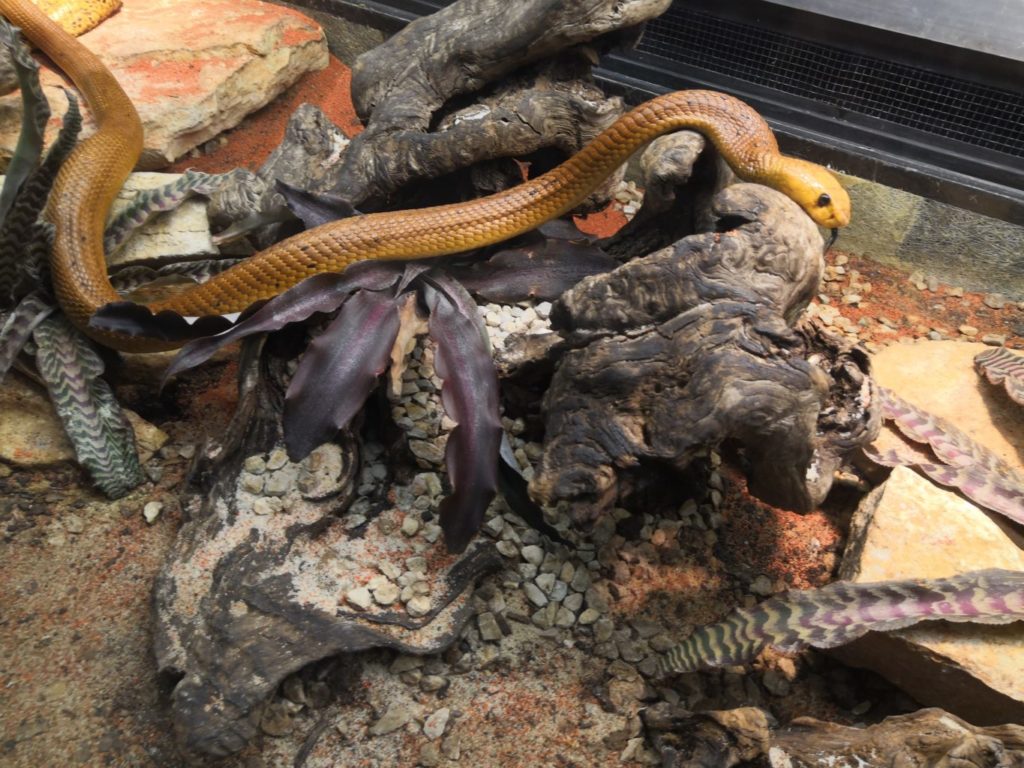serpent au vivarium genève