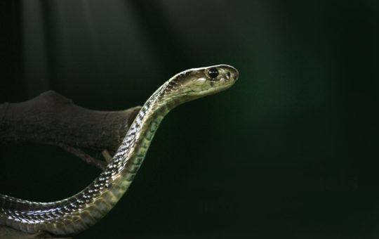 cobra au vivarium de meyrin genève