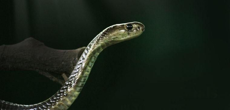 cobra au vivarium de meyrin genève