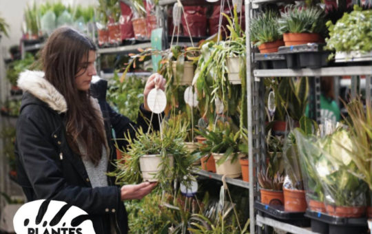 ventes de plantes à prix doux