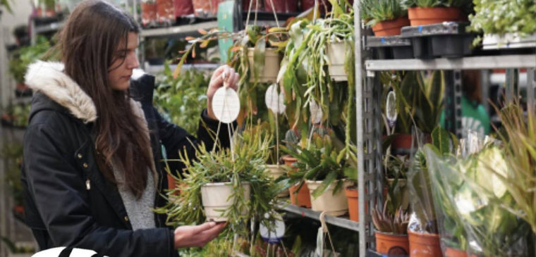 ventes de plantes à prix doux