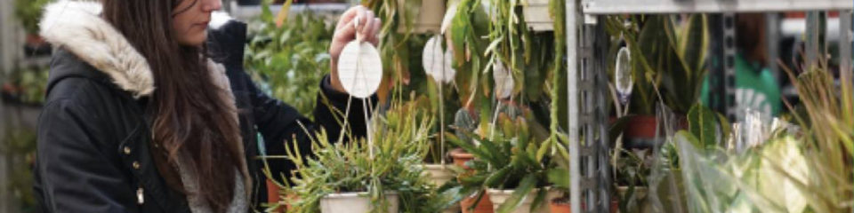 ventes de plantes à prix doux