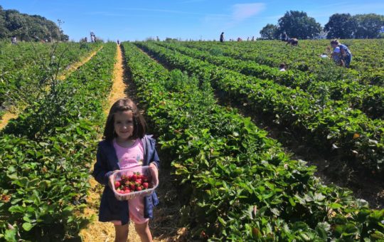 auto cueillette à la fraisiere