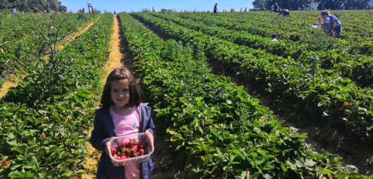 auto cueillette à la fraisiere