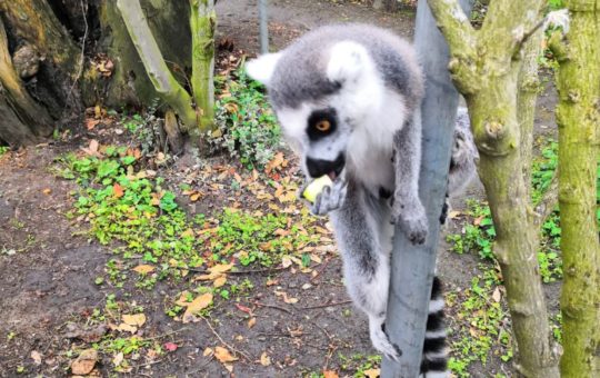 lémurien au parc challandes