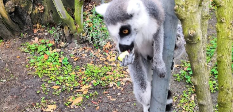 lémurien au parc challandes