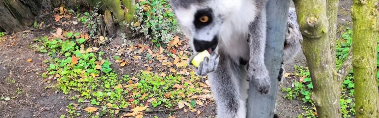 lémurien au parc challandes