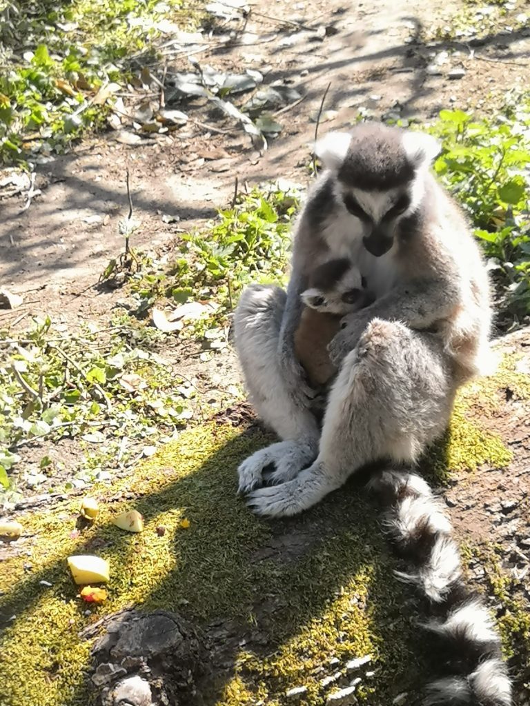lemurien et son bébé
