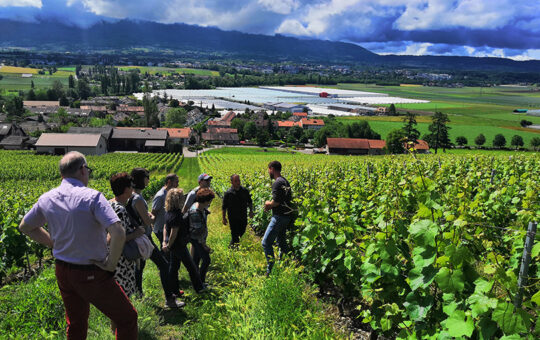 balade dans les vignes