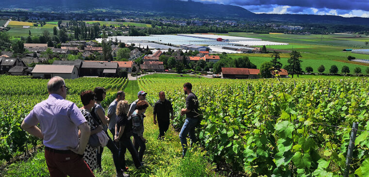 balade dans les vignes