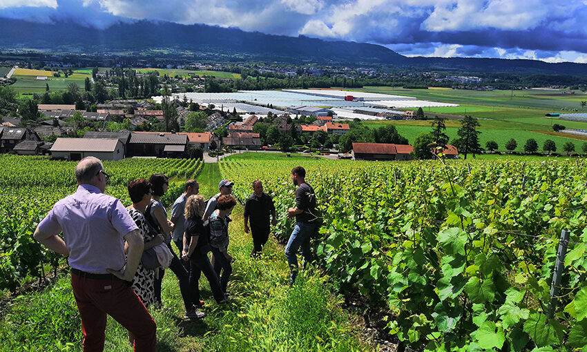 balade dans les vignes