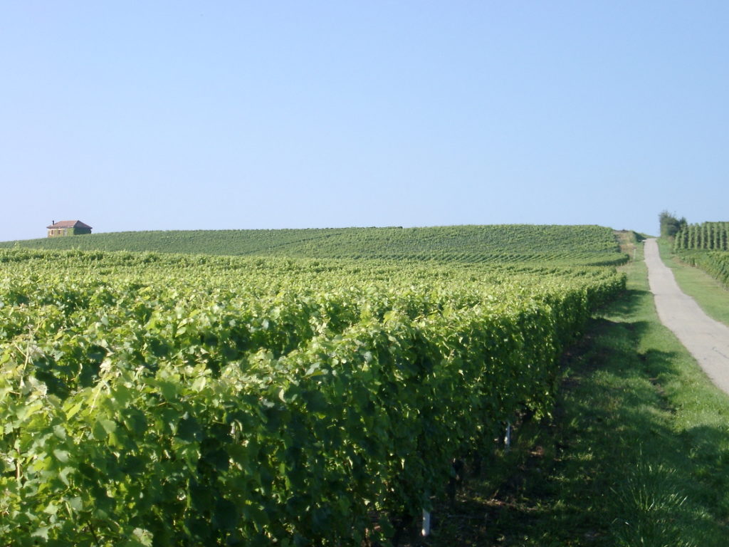 vignoble à dardagny genève