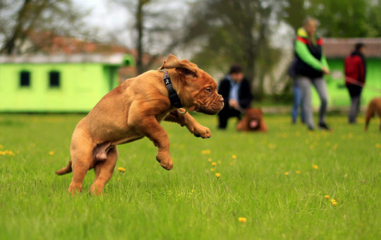 espaces pour chiens