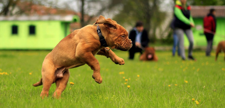 espaces pour chiens