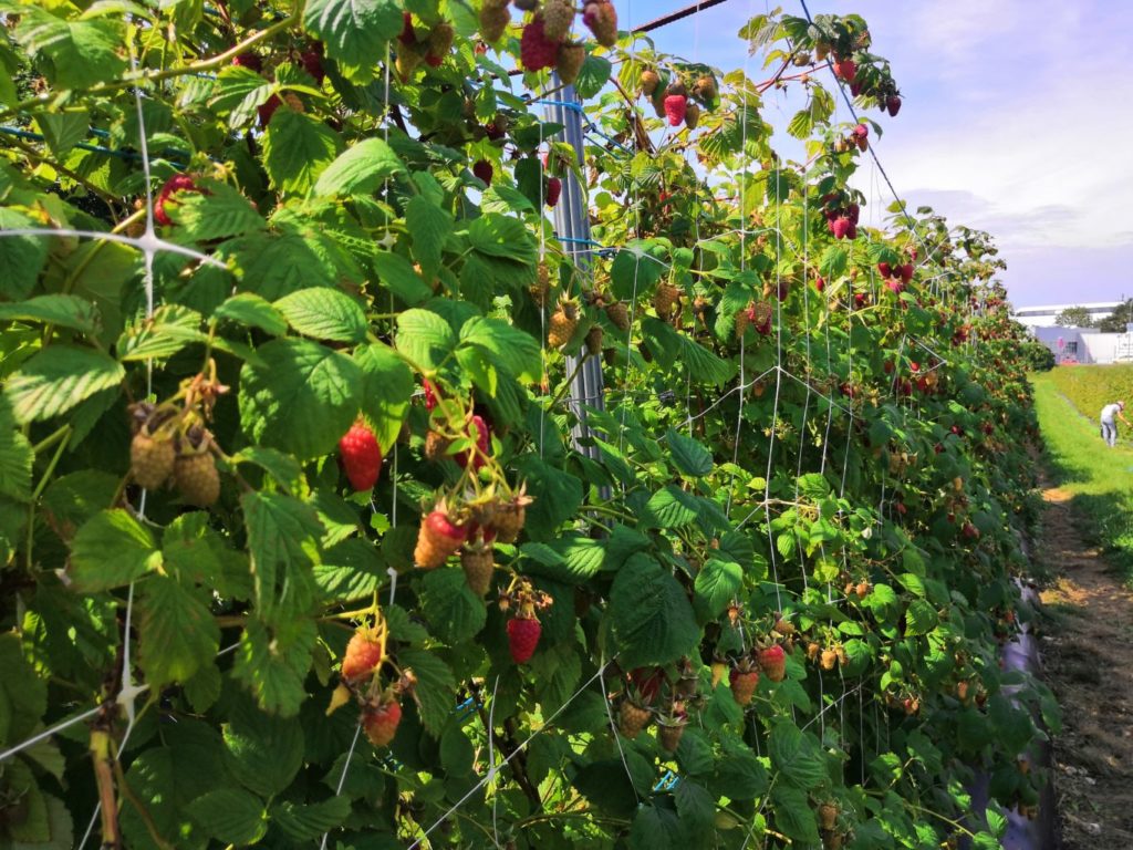 framboises à la ferme