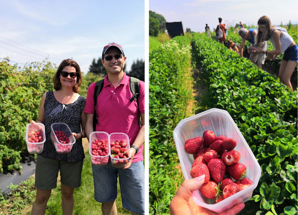 sortie fraisiere