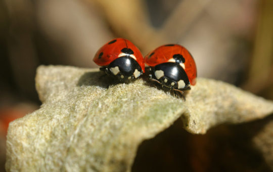 partenariats coccinelles