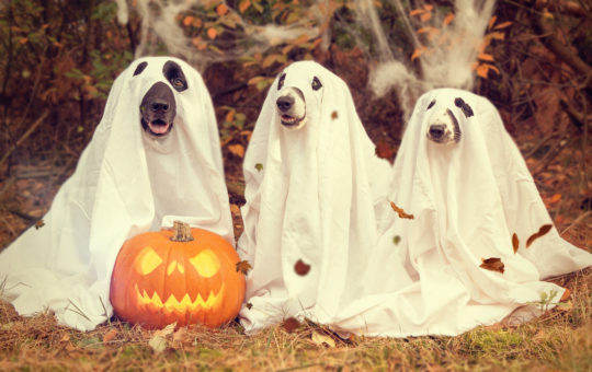 chiens déguisés pour halloween
