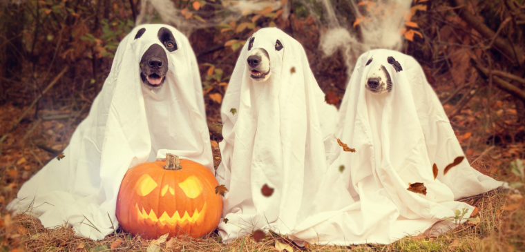 chiens déguisés pour halloween