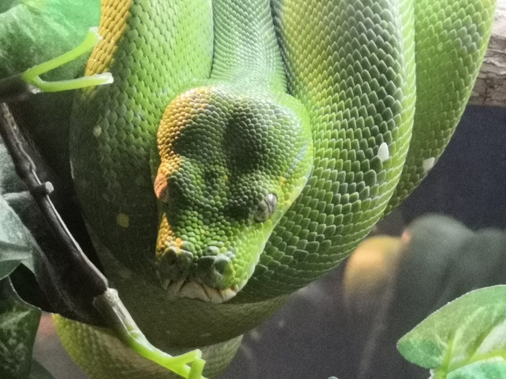 Serpent vivarium meyrin