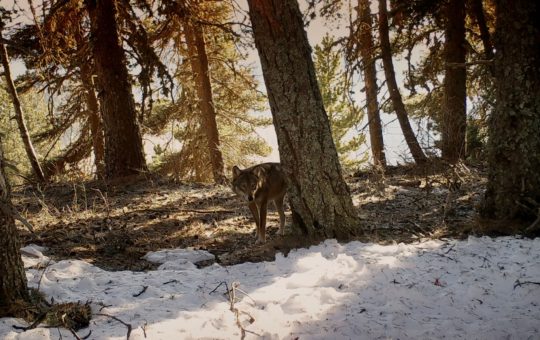 cinéma La marche des loups genève