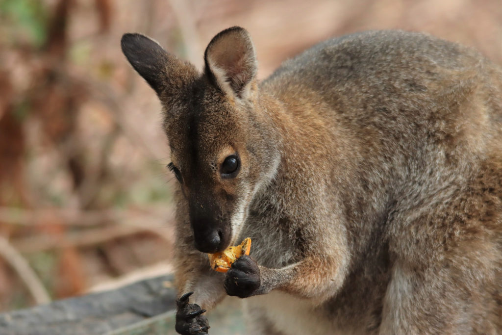 wallaby à genève