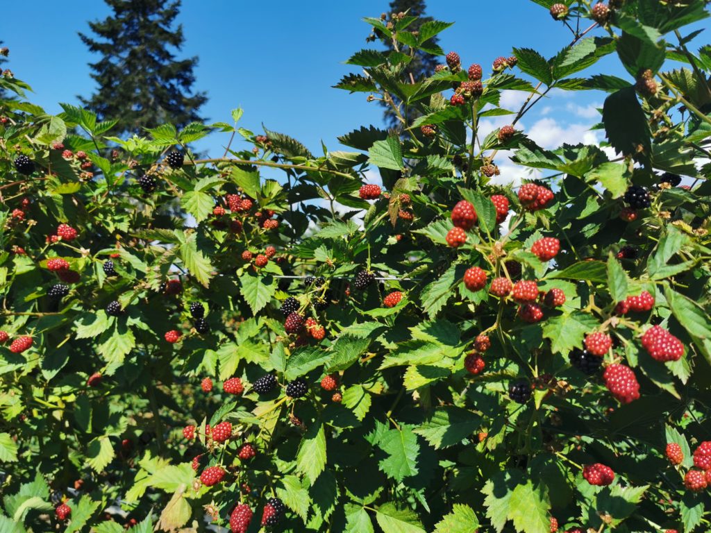 fruits rouges à la ferme genève