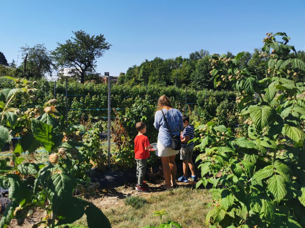 cueillette de fraises en famille genève