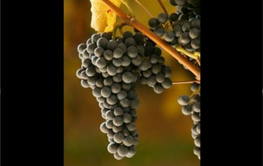 conférence dégustation de vins