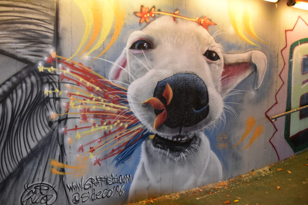 graffiti chien sur mur genève