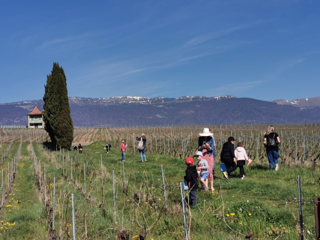 CHASSE AUX OEUFS VIGNES