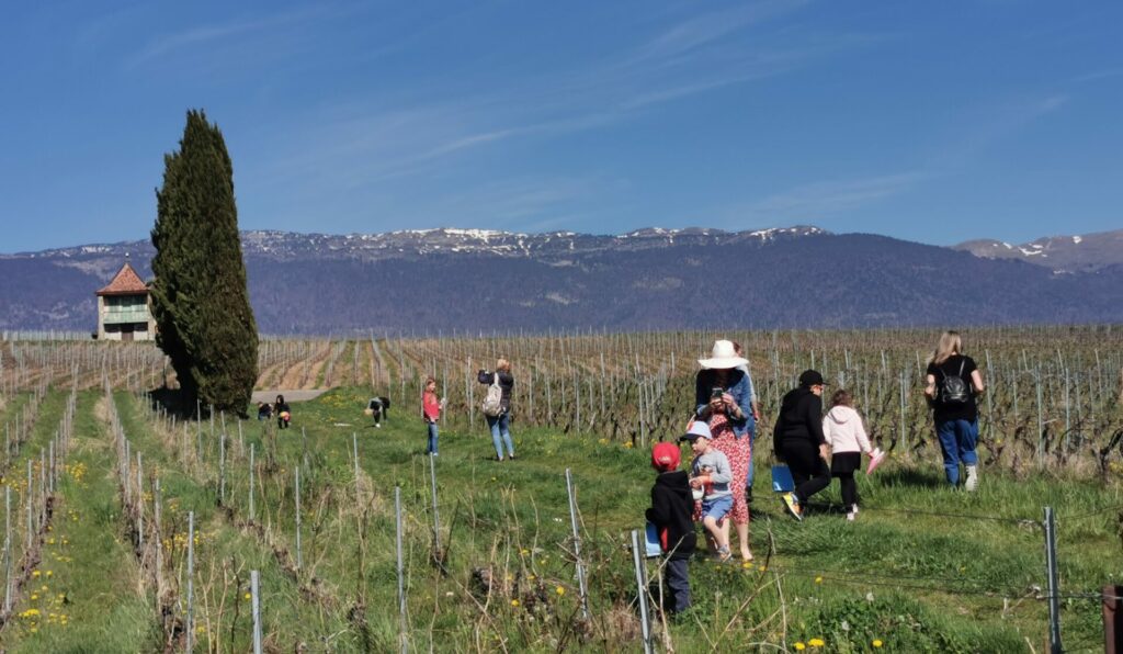 CHASSE AUX OEUFS VIGNES