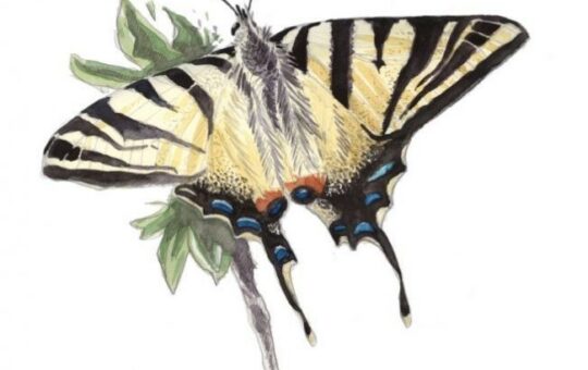 dessin de papillon jaune et noir