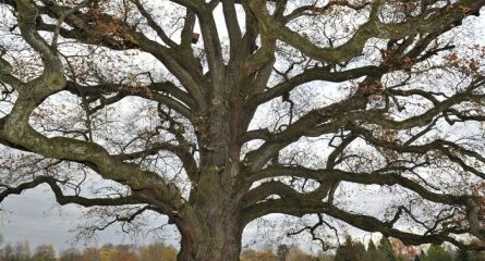 arbre en hiver