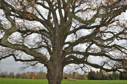 arbre en hiver